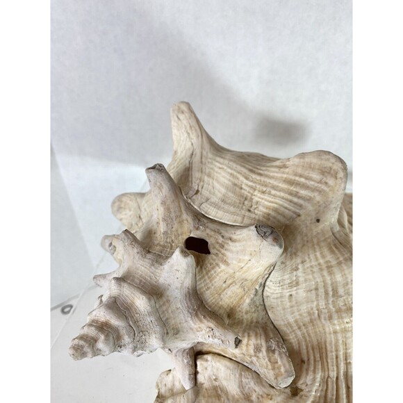 Decorative Extra Large Queen Ocean Pink Conch Seashell Shells 10.5” Natural 4+lb - Picture 5 of 9